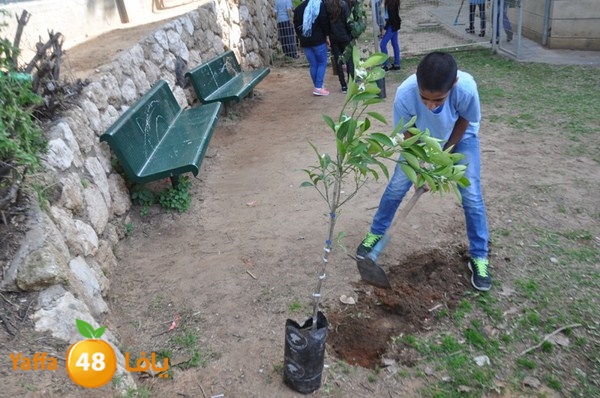 trees shamela 0321 (4).JPG